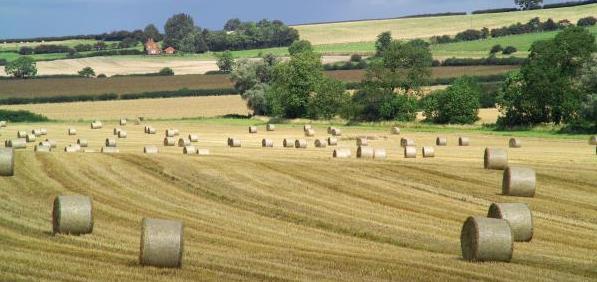 07_50_37---Round-hay-bales-on-sunlit-field